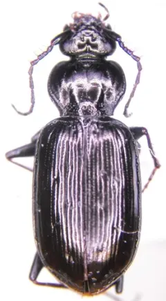 Loricera decempunctata thumbnail 3