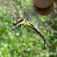 Grappletail thumbnail 3