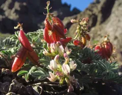 Cotton's Milkvetch thumbnail 3