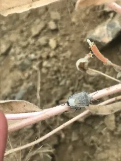 Prionosoma podopioides thumbnail 1