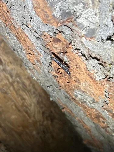 Xeris indecisus