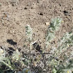 Owyhee Harvester Ant thumbnail 2