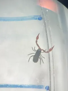 intertidal pseudoscorpion thumbnail 3