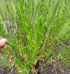 Tarragon thumbnail 3
