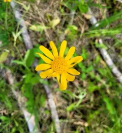 hillside arnica thumbnail 4