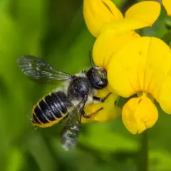 Golden-tailed Leafcutter Bee thumbnail 1
