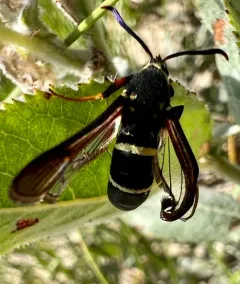 Dusky Clearwing Moth thumbnail 3