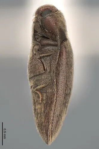 Aulonothroscus distans