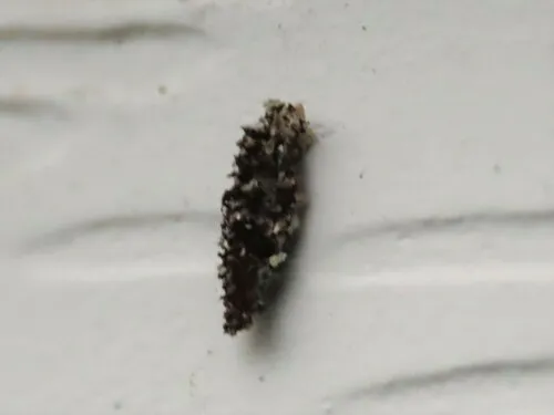 Dahlica walshella
