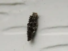 Dahlica walshella thumbnail 1