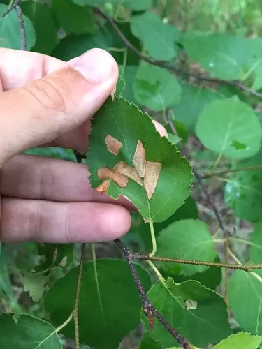 Birch Casebearer Moth