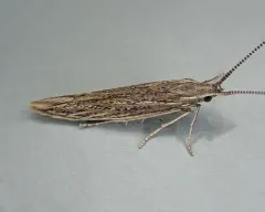 Coleophora texanella thumbnail 2