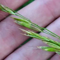 columbia brome thumbnail 4