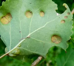 Poplar Leaf Curl thumbnail 2