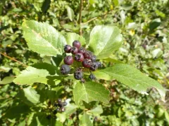 Klamath hawthorn thumbnail 2