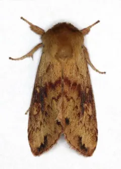 White-tailed Diver Moth thumbnail 2