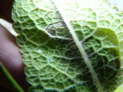 Bucculatrix eupatoriella thumbnail 2