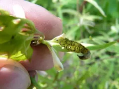 Dibolia melampyri thumbnail 2