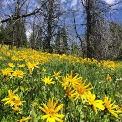 heartleaf arnica thumbnail 3