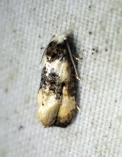 Phalonidia memoranda