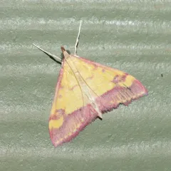 Pyrausta perrubralis thumbnail 2