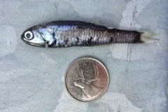 Northern Lampfish thumbnail 2
