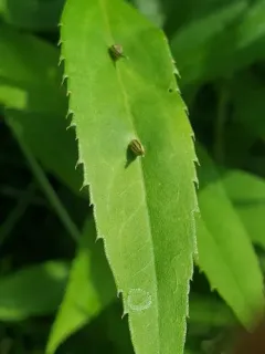 Rhopalomyia inquisitor thumbnail 3