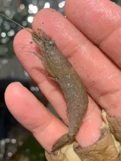 Blacktail Bay Shrimp thumbnail 2