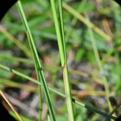woolly sedge thumbnail 2