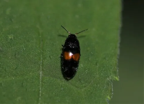 Drapetes exstriatus