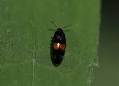 Drapetes exstriatus thumbnail 1