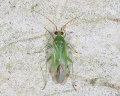 Blepharidopterus provancheri thumbnail 2