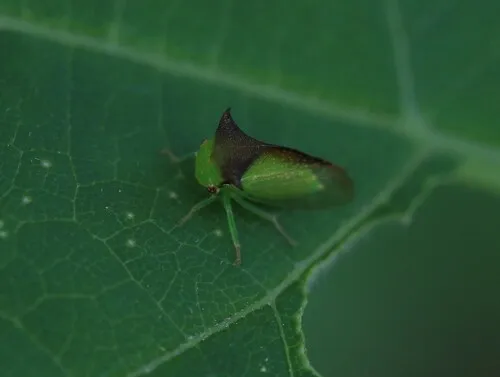 Stictocephala tauriniformis