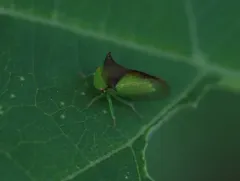 Stictocephala tauriniformis thumbnail 1