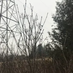 gray dogwood thumbnail 3