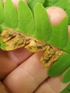 Chirosia pusillans thumbnail 3