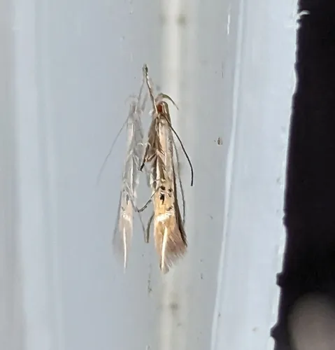 Fernald's Cosmopterix Moth