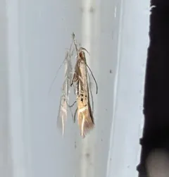 Fernald's Cosmopterix Moth thumbnail 1