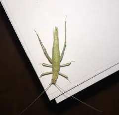 Davis' Tree Cricket thumbnail 1