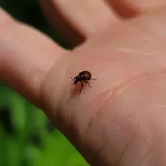 Oak Leaf Rolling Weevil thumbnail 3