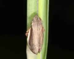 Sand Plain Spittlebug thumbnail 3