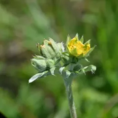 Tansy Cinquefoil thumbnail 4