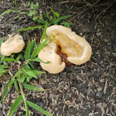 Ganoderma sessile thumbnail 1