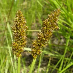 dense sedge thumbnail 4