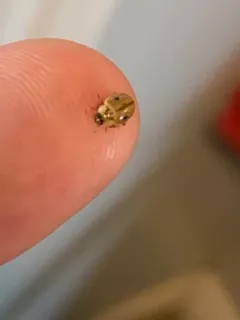 Larch Lady Beetle thumbnail 3