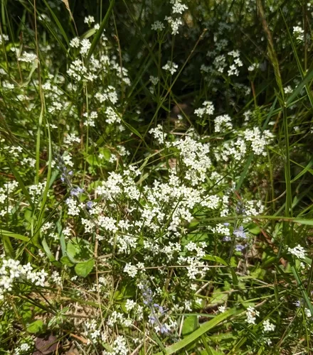 Heath Bedstraw