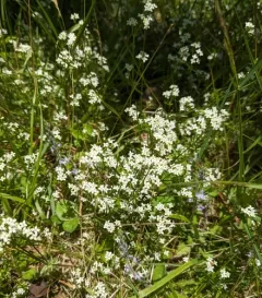 Heath Bedstraw thumbnail 1
