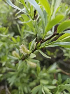 Wolf's Willow thumbnail 4