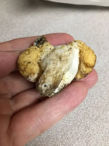 Russula subloculata
