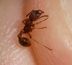 American Furrowed Ant thumbnail 3